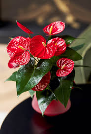 معرفی گیاه انتاریوم Anthurium